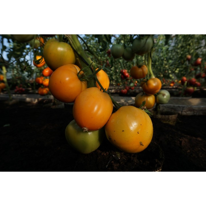 Tomate Oxheart Orange - Graines