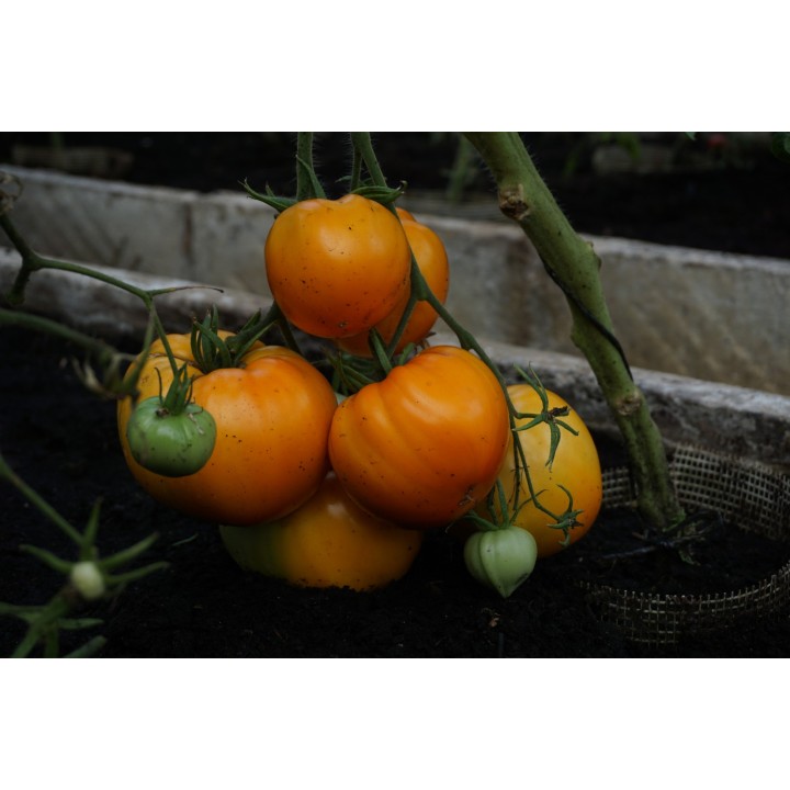 Tomate Oxheart Orange - Graines