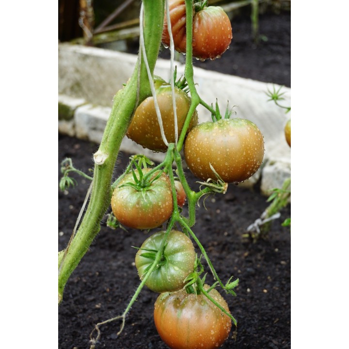 Tomate Noire de Crimée - Graines