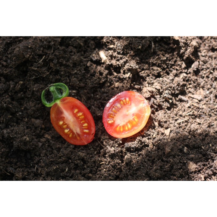 Tomate Malinowy Kapturek - Graines