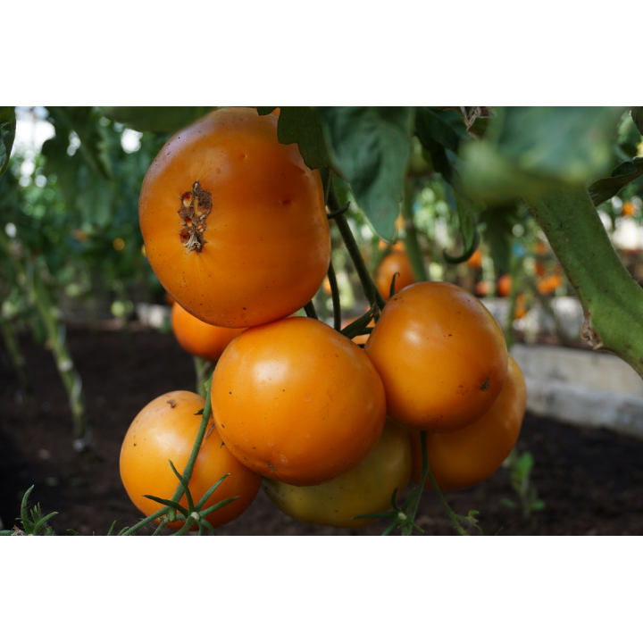 Tomate Jantar - Graines