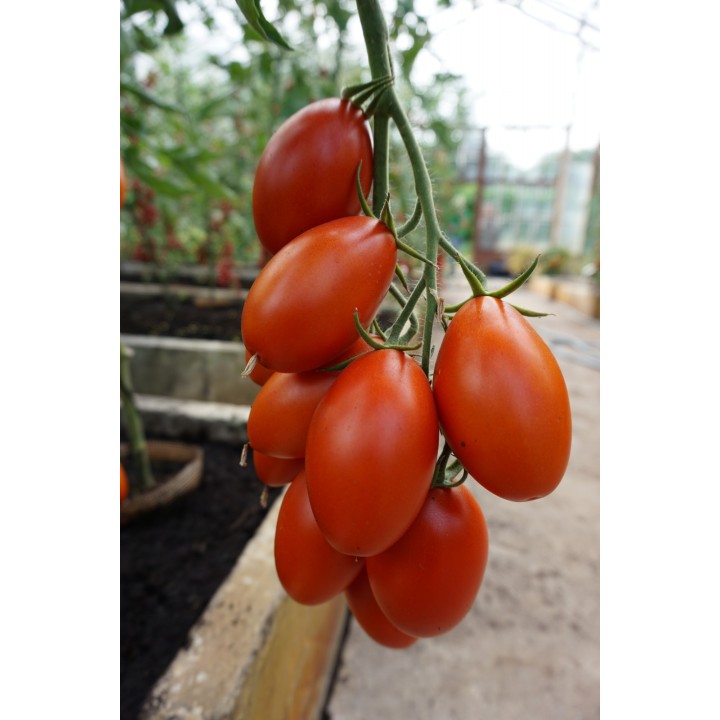 Tomate Blumko - Graines