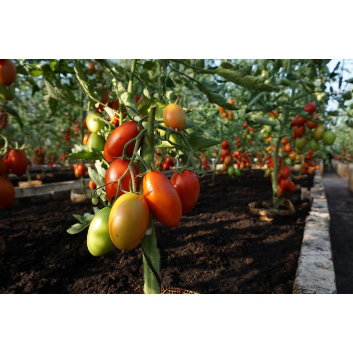 Tomate Blumko - Graines