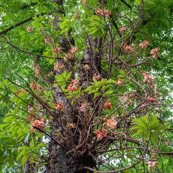 Árbol bala de cañón - Semillas