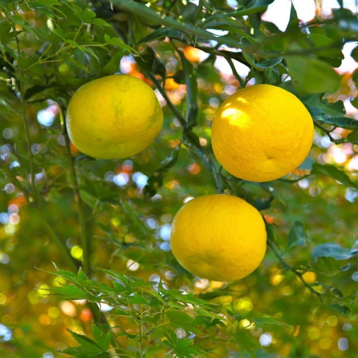 Yuzu - Plante