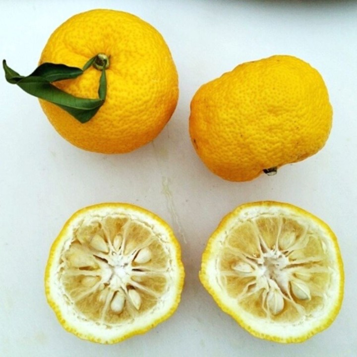 Yuzu - Plante