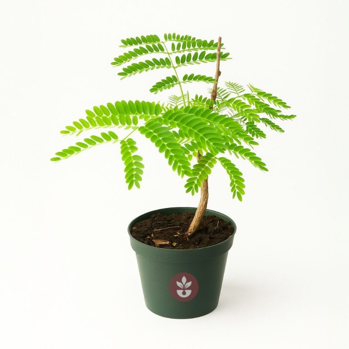 Flamboyant - Plante
