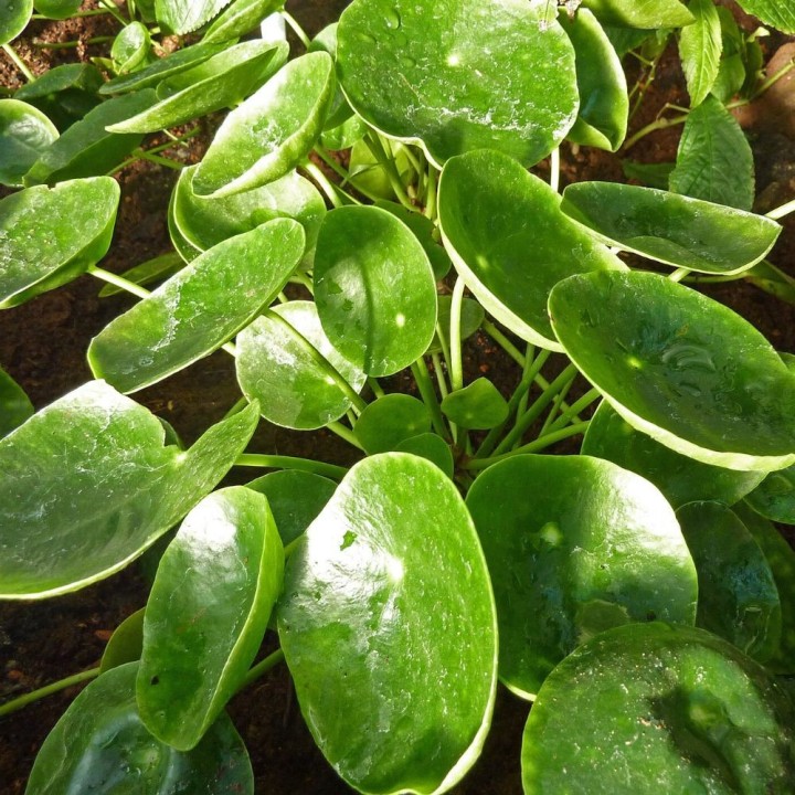 Pilea peperomioides - Plante