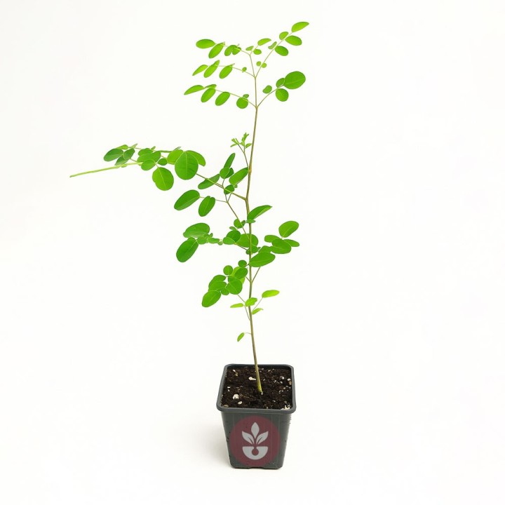Moringa oleifera - Plante