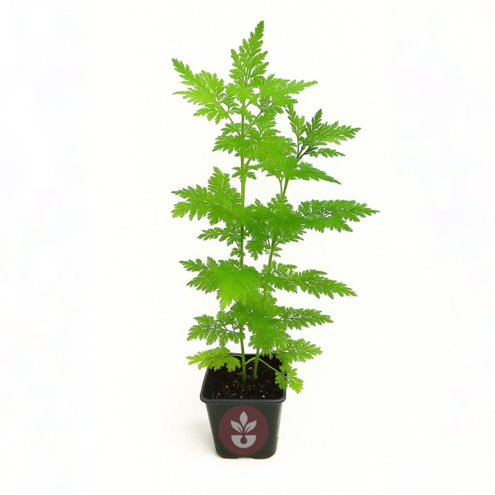 Armoise annuelle - Plante