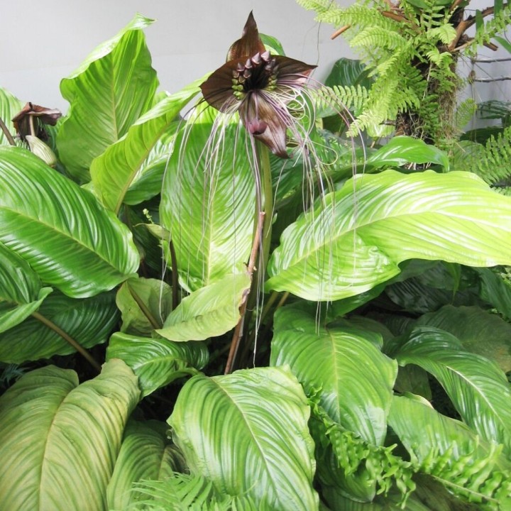 Fleur chauve-souris - Plante