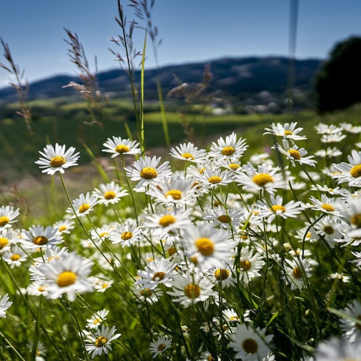 Marguerite commune - Graines