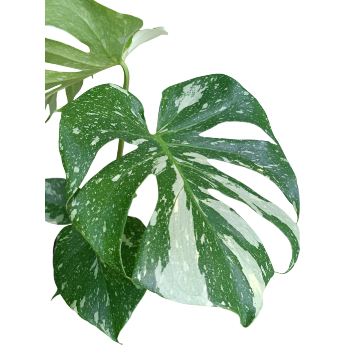 Monstera Thai Constellation - Plante