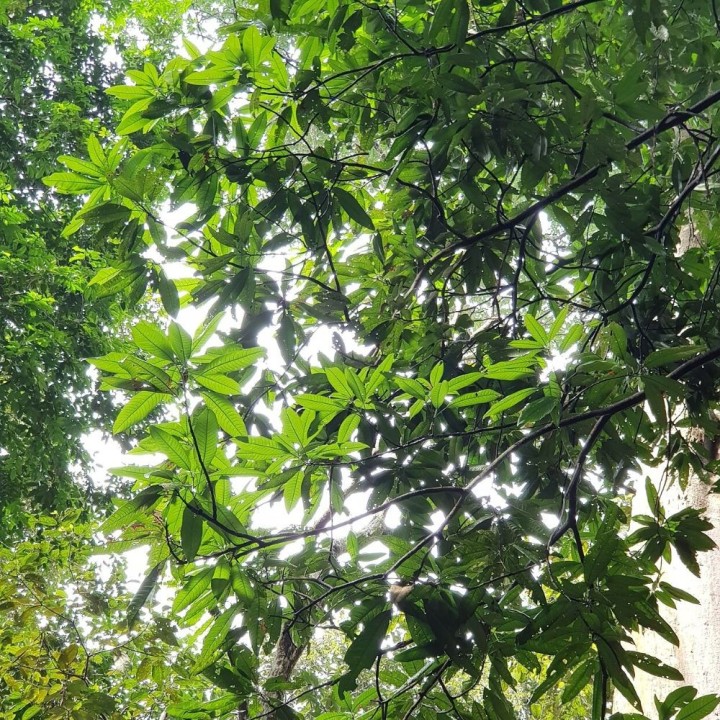 Manguier Kopyor - Plante