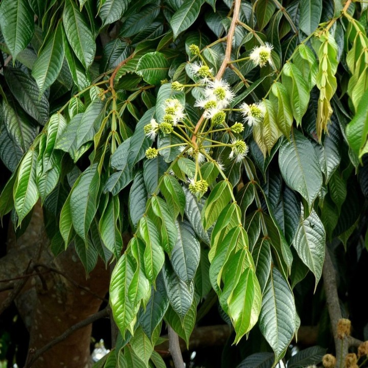 Inga - Plante
