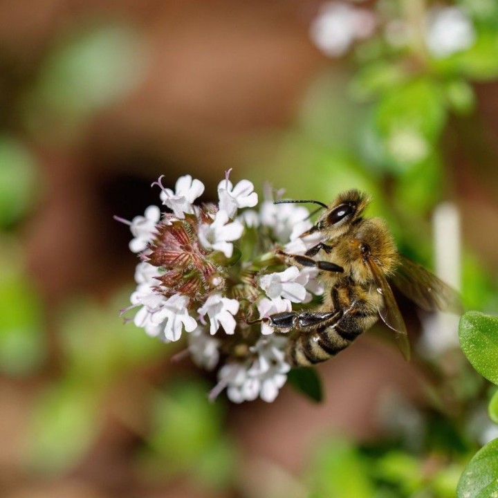 Mélange de fleurs mellifères - Graines