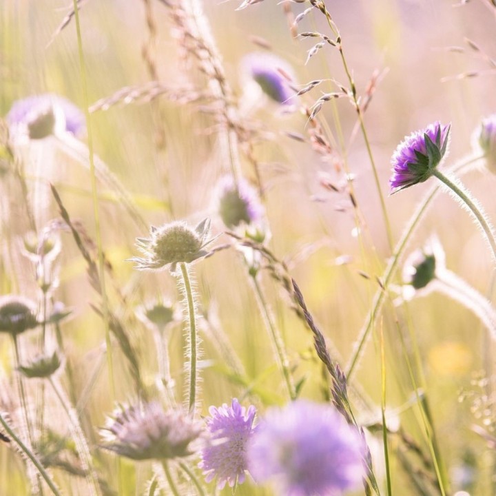 Prairie méditerranéenne - Graines