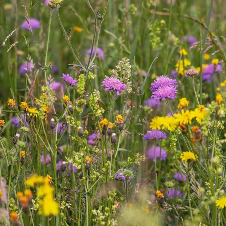 Prairie méditerranéenne - Graines