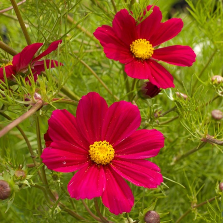 Cosmos bipinnatus Versailles Carmine - semillas