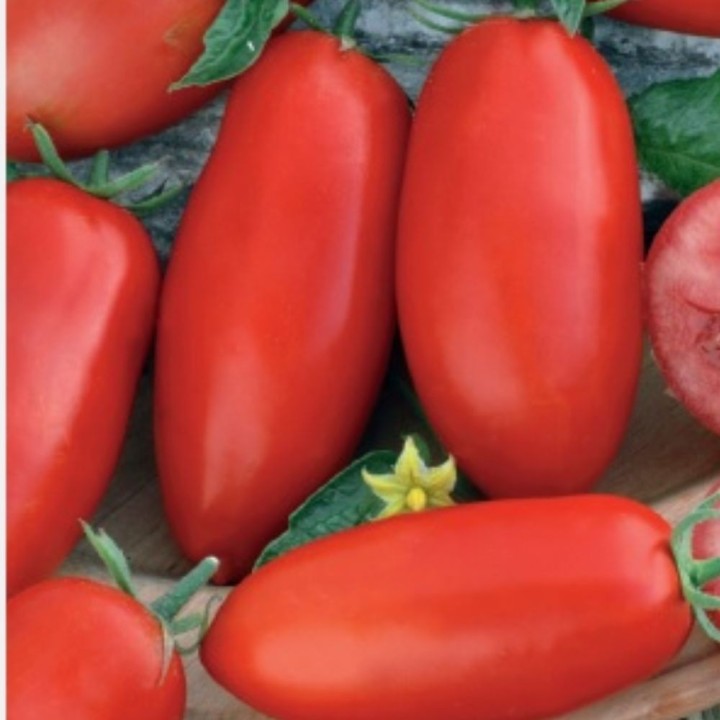 Tomate Zyska - Graines