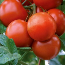Tomate Saint Pierre - Graines