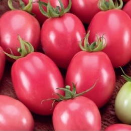 Tomate Pink Thai Egg - Graines