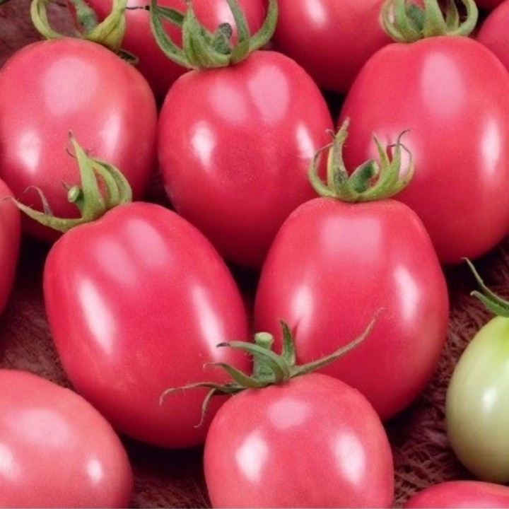 Tomate Pink Thai Egg - Graines