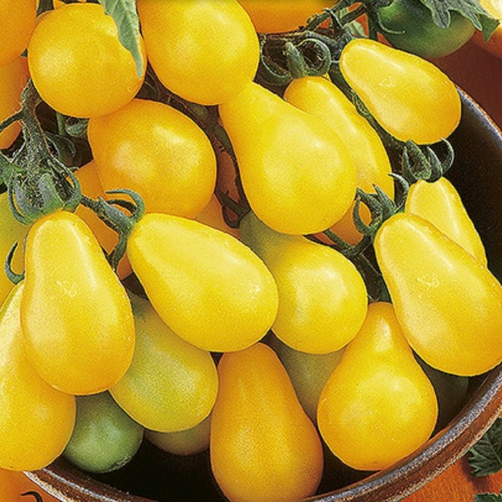 Tomate Yellow Pearshaped - Graines