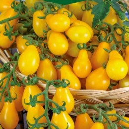 Tomate Perun - Graines