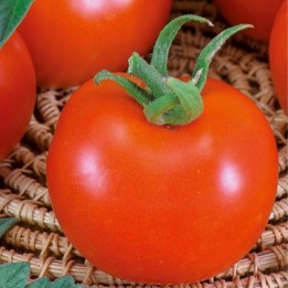 Tomate Betalux - Graines