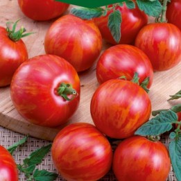 Tomate Duo - Graines
