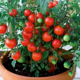 Tomate Vilma - Semillas
