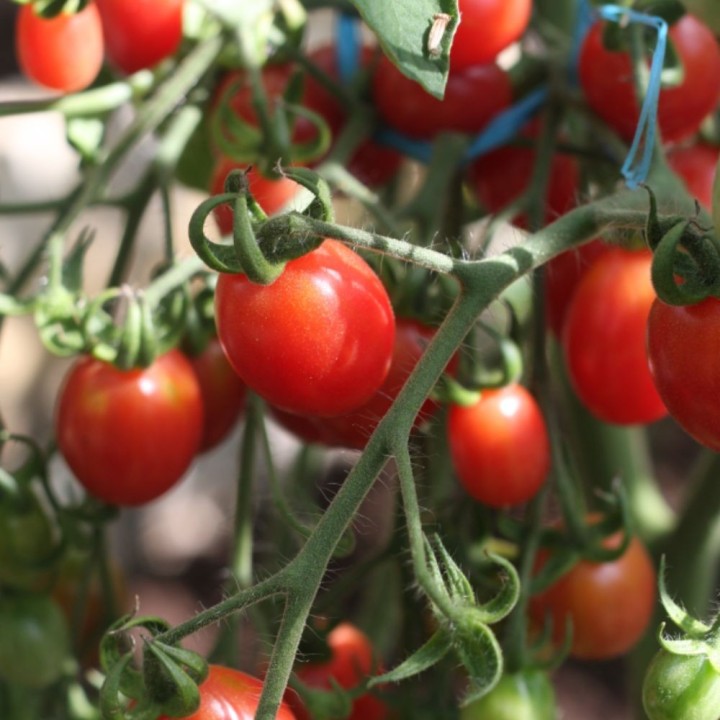 Tomate Malinowy Kapturek - Graines