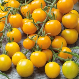 Tomate Goldkrone - Graines