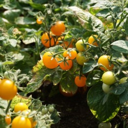 Tomate Venus - Graines