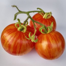 Tomate Tigerella - Graines