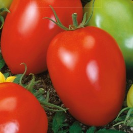 Tomate Šejk - Graines