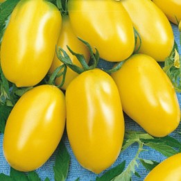 Tomate Taiko - Graines