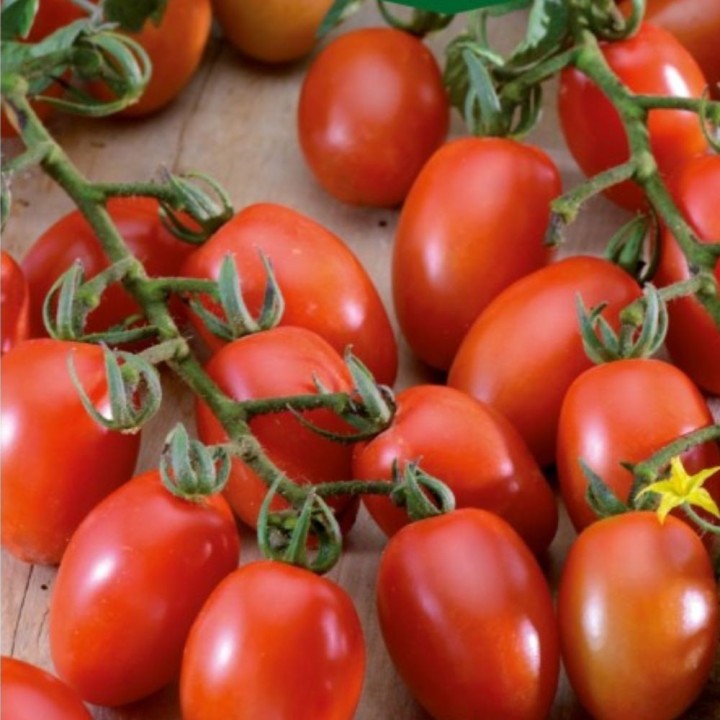 Tomate Principe Borghese - Graines