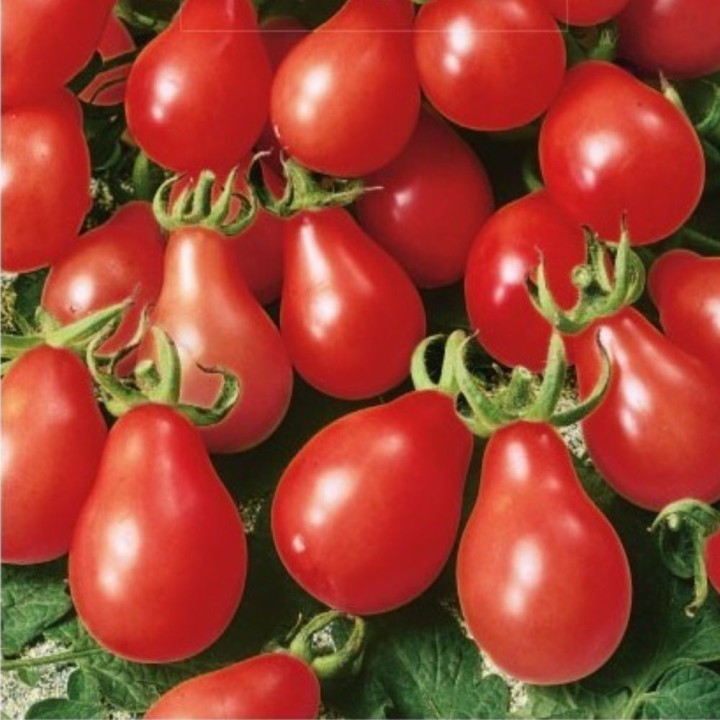 Tomate Radana - Graines