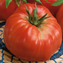 Tomate Ponderosa - Graines