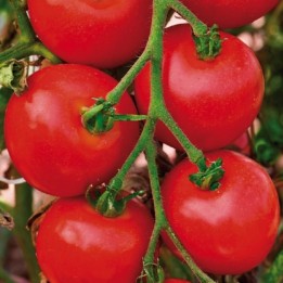 Tomate Moneymaker - Graines