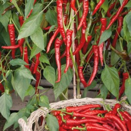 Piment Poseidon - Graines