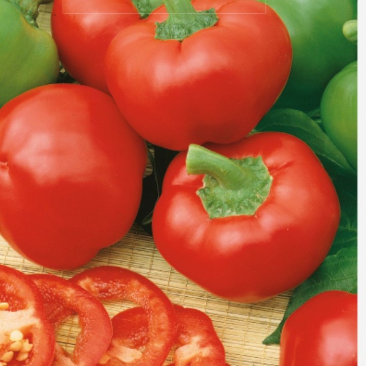 Poivron doux Topepo Rosso - Graines