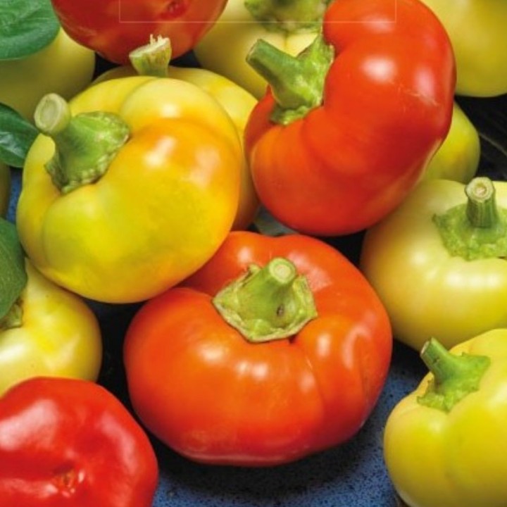 Piment Ilika - Graines