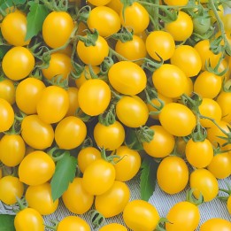 Tomate Ildi - Graines