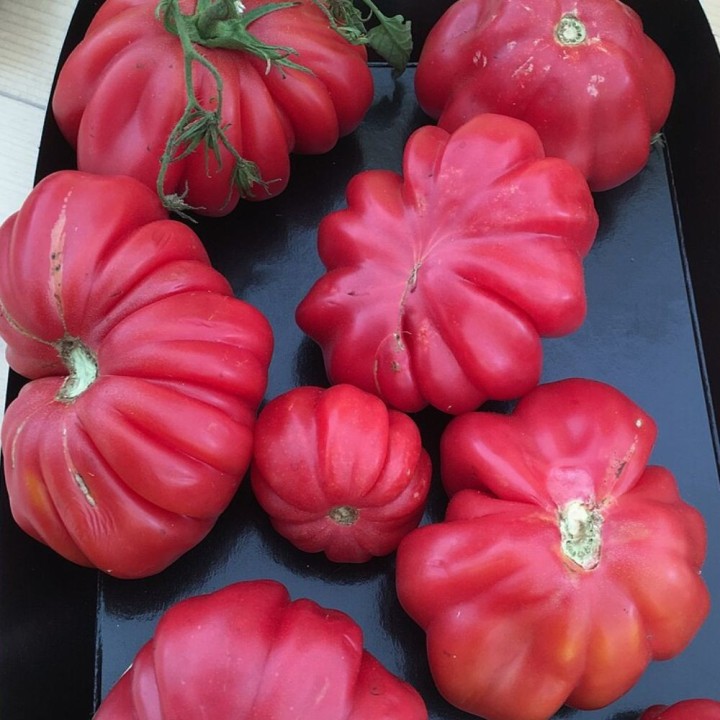 Tomate Costoluto Fiorentino - Graines