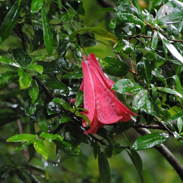 Copihue - Graines
