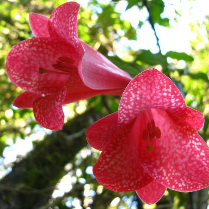 Copihue - Graines