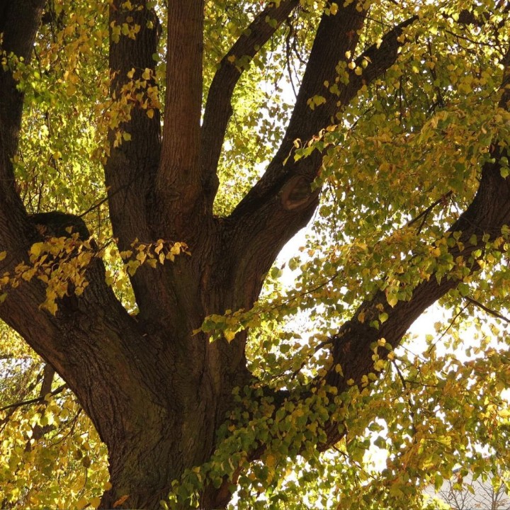 Tilleul à petites feuilles - Graines